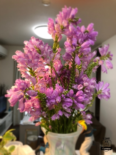 以前紫陽花のお花を頂いたお客様に又々可愛らしいお花頂きました！！！！！
