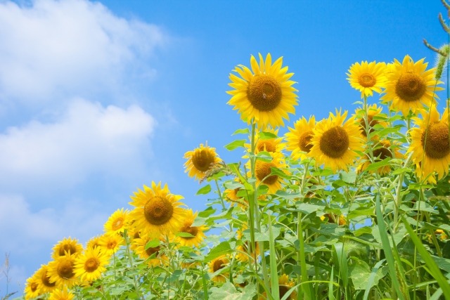 2018年8月の夏季休業のお知らせ